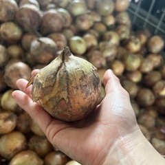 笠岡産 ミックス玉ねぎ