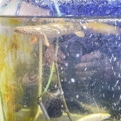 熱帯魚ダトニオとエンドケリーの画像
