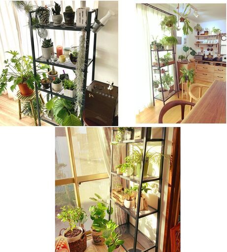 アイアンラック 家具 植物棚 塊根 アガベ 観葉植物盆栽 楽天市場】アイアンシェルフL アイアンシェルフM アイアン