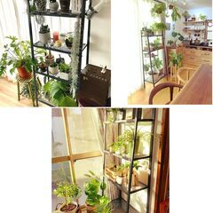 ボタニカルラック観葉植物、アガベ、塊根植物、ビザールプランツアイアンラック ボタニカルラック アイアンシェルフ 棚 シェルフ 鉄 インダストリアルの画像