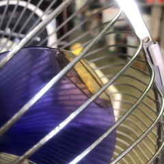 NO:3700 レトロ値下げ‼️扇風機　お買い得品‼️の画像