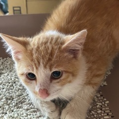 茶キジとキジトラ兄弟の子猫里親さん募集です