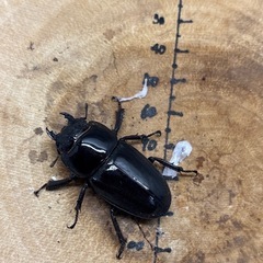 【特大】イキヒラタクワガタ F4 75mm×40mmペアの画像