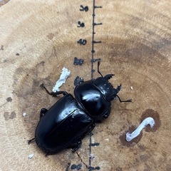 インドアンタエウスオオクワガタ♂76mm×♀43.4mm ペアの画像
