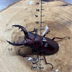 オキナワノコギリクワガタ WF2 ♂63mm×♀33mmペア