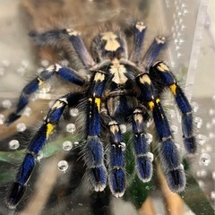 【国内CB】グーティサファイアオーナメンタルタランチュラ LS2...