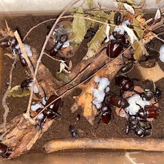 カブトムシ.クワガタ