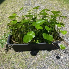 わさわさウォーターマッシュルーム🌱の画像