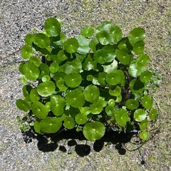 わさわさウォーターマッシュルーム🌱の画像