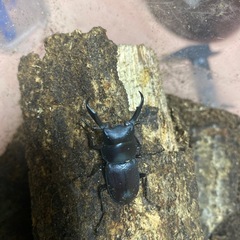 白井市産天然ノコギリクワガタの画像