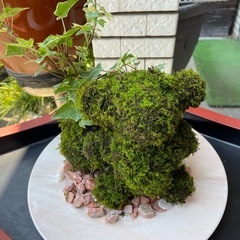 生体苔で作ったクマの苔玉
