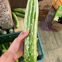 きゅうり