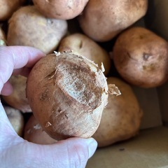 キズじゃが　5キロの画像