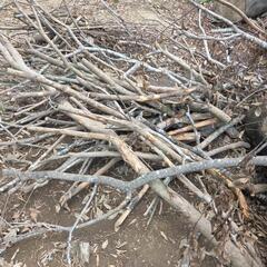 伐採後の材木、丸太無料！(焚き木、キャンプ、バーベキュー、薪)の画像