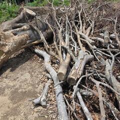 伐採後の材木、丸太無料！(焚き木、キャンプ、バーベキュー、薪)の画像