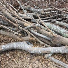 伐採後の材木、丸太無料！(焚き木、キャンプ、バーベキュー、薪)の画像