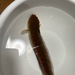 ニューレインボースネークヘッド　一匹　13センチ前後　水槽　アクアリウムの画像
