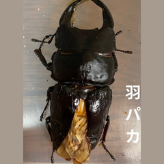 国産オオクワガタ(神崎産)♂単
