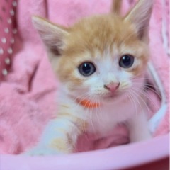 オレンジリボン🧡 ※受付ストップ
