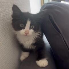 白と黒のハチワレ長毛（モネ）