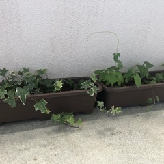 アサガオとヘデラ