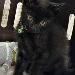 🐾動画付き🐾おおたに君🐈‍⬛お問い合わせお待ちしてます