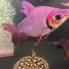 カラプロ