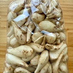 50円若松旬野菜‼️朝採りきゅうり‼️ 1本50円‼️ 野菜の画像