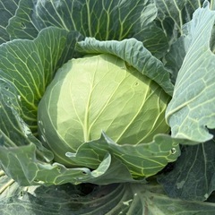 50円若松旬野菜‼️朝採りきゅうり‼️ 1本50円‼️ 野菜の画像