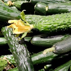50円若松旬野菜‼️朝採りきゅうり‼️ 1本50円‼️ 野菜