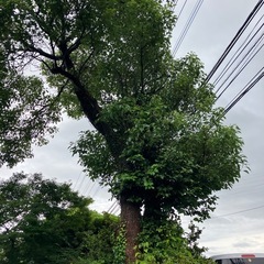 草刈り剪定伐採抜根なんでもご相談ください。