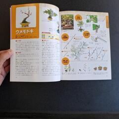 ⏹️盆栽入門　群　鏡介の画像