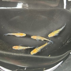 めだか【卵】メダカの画像