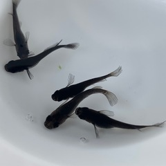 めだか【卵】メダカの画像