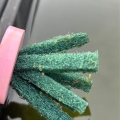 めだか【卵】メダカの画像
