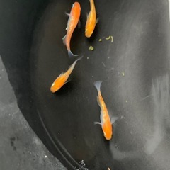 めだか【卵】メダカの画像