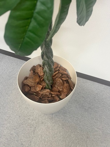 パキラ　フェイクグリーン　観葉植物