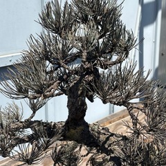 盆栽 フェイクグリーン 樹脂？の画像