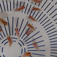 20匹　らんちゅう稚魚