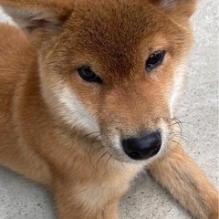 ブリーダーさんが里親を探してます