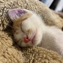 子猫の里親様を探しています