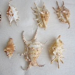 貝殻【タカラガイ、クモガイ、イモガイ他】まとめ売りの画像