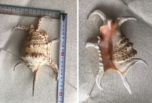 貝殻【タカラガイ、クモガイ、イモガイ他】まとめ売り - メルカリ