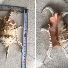 貝殻【タカラガイ、クモガイ、イモガイ他】まとめ売りの画像