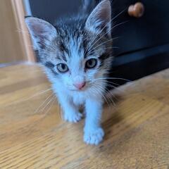 生後1ヶ月の甘えん坊です♡