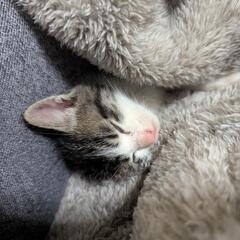生後1ヶ月の甘えん坊です♡ − 熊本県