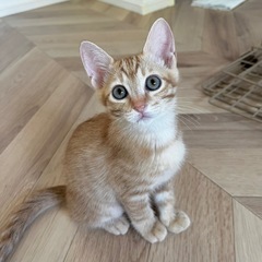 ウララ🐱茶トラメス