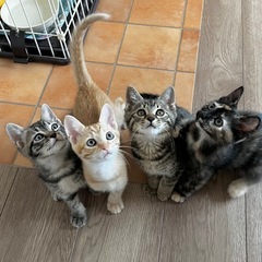 甘えん坊サラちゃん🐱メス