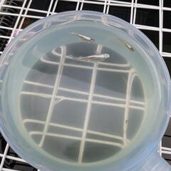 エメキン稚魚6匹セットの画像