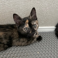 わんぱくニナちゃん🐱サビ猫